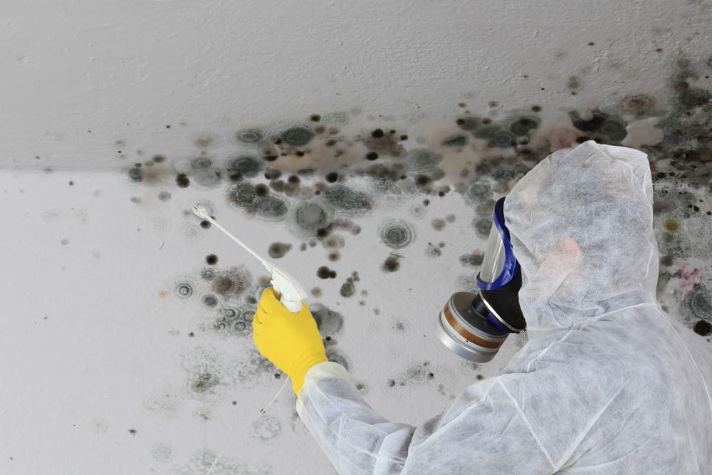 How Much Does Good Mold Remediation Cost in New Jersey?